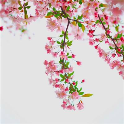 毒液传世手游